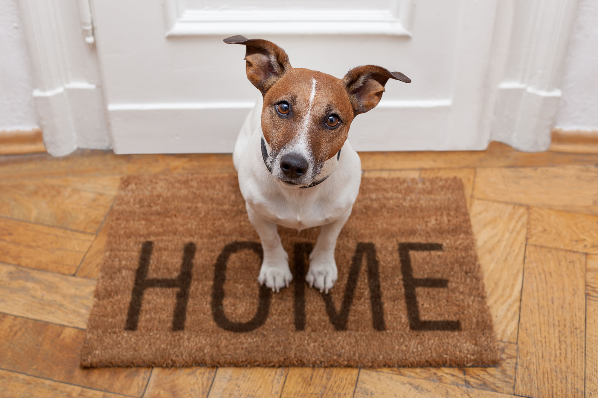 Cleaning pet stains from items in your home
