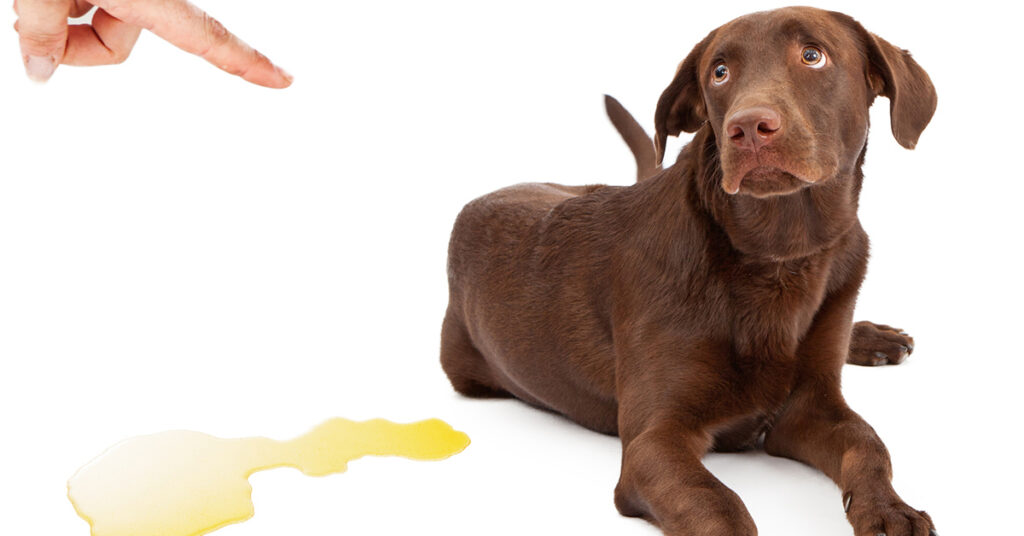 remove pet stains and odor